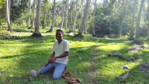 Kecewa : Anjloknya Harga Kopra, Para-para dan Buah Kelapa Tak Terurus