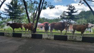 Ternak Sapi Liar Kota Weda Kembali Menjaga Markas