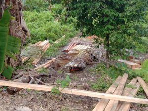 Adam Moti Gencar Lakukan Aksi Ilegal Logging di Wilayah Halteng