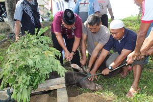 Polres Halsel Gelar Sholat Idul Adha dan Penyembelihan  Hewan Qurban