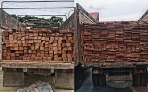 Negara Dikorbankan: Oknum Aparat dan Dishut Malut Diduga Jadi Pelindung Bisnis Kayu Ilegal di Halmahera