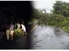 5 Personil BPBD Haltim Diarahkan Atasi Pohon Tumbang Penghambat Akses Jalan Lintas Buli Subaim