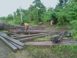 Mafia Kayu Ilegal Merajalela! Larani dan Hibor Bebas Merampok Hutan Halmahera, Aparat Tutup Mata?