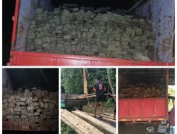 Marak Kayu Olahan Ilegal di Gane Timur dan Lelilef, Aparat Diduga “Diracuni” Pengusaha