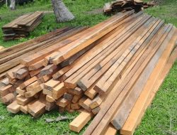 Hukum Dijual, Aturan Diborong: Maraknya Kayu Ilegal di Halsel dan Halteng, Aparat Diduga Tutup Mata