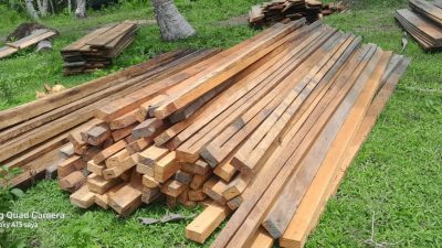 Hukum Dijual, Aturan Diborong: Maraknya Kayu Ilegal di Halsel dan Halteng, Aparat Diduga Tutup Mata