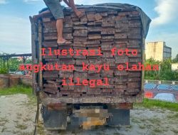Arogan! Bos Kayu Ilegal Tantang Aparat: Tulis Sampai Puas, Saya Tak Bakal Ditangkap!