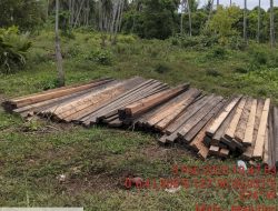 Mafia Kayu Ilegal Dibongkar! La Rani Seret Oknum Keamanan dalam Skandal Pembalakan Liar
