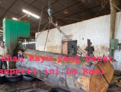 Bongkar Modus! Mesin Industri Cuma Klaim, Kayu Senso Ilegal Bebas Beredar di Weda