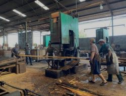 Para Pelaku Industri Kayu Olahan Minta Dishut Malut Tertibkan Pemain Kayu Ilegal