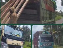 Polda dan Pemprov Malut Dituding Lindungi Mafia Kayu, Rekrut Pejabat “Tuli dan Buta