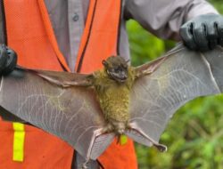 Menjaga Warisan Alam Obi: Harita Nickel Lestarikan Flora dan Fauna Endemik lewat Pemantauan dan Edukasi Karyawan