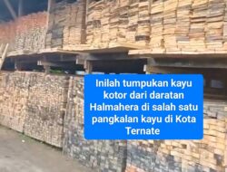 Peredaran Kayu Kotor Terstruktur di Maluku Utara: Bisnis Ilegal yang Lolos Setiap Malam, Aparat Jadi Penonton