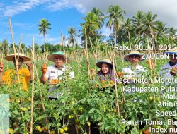 Dinas Pertanian Morotai Gelar Panen Tomat di Desa Dehegila