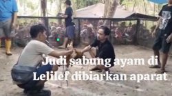 Sabung Ayam Bertaruh Ratusan Juta di Lelilef Diduga Dibekingi Oknum Polda Malut