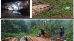 Mafia Kayu Dilindungi? Oknum Dishut dan KPH Maluku Utara Diduga Jadi Tameng Bisnis Ilegal
